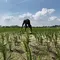 El Nino Mulai Menggila, Ribuan Sawah di Lampung Terancam Puso