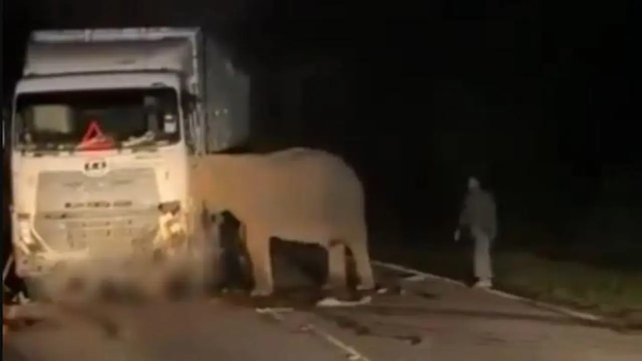 Kasih Ibu Tanpa Batas: Induk Gajah Tak Mau Tinggalkan Anak yang Tewas Ditabrak Truk