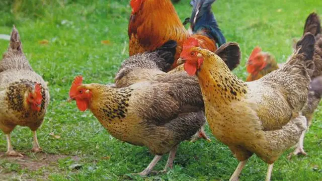 Temuan Menarik, Peneliti Ungkap Manusia Mampu Memahami Perasaan Ayam