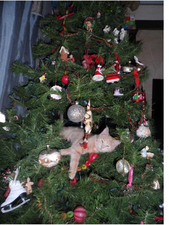 8 Potret Tingkah Kucing Merusak Pohon Natal, Bikin Tepuk Jidat