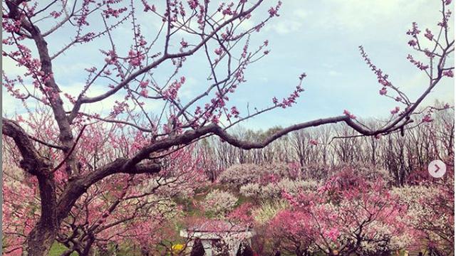 Bunga Plum Si Cantik Yang Tak Kalah Memesona Dari Sakura