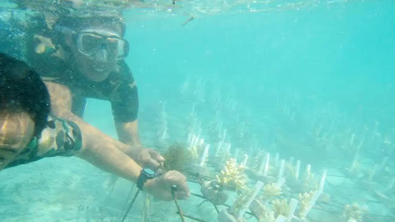 Terumbu karang