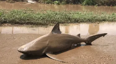 Seekor hiu banteng terdampar di salah satu ruas jalan, dekat wilayah Ayr (sekitar 1200 km di utara Brisbane), timur laut Australia, Kamis (30/3). Hiu sepanjang 1,5 meter itu ditemukan tidak lama setelah terjangan Topan Debbie berlalu. (Lisa Smith via AP)