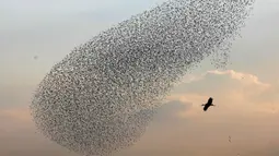Gambar pada 2 Januari 2020, migrasi burung jalak terbang berkelompok di dekat bangau membentuk pola sebelum hinggap untuk beristirahat di wilayah Jordania, Tepi Barat. Fenomena ini disebut murmuration, yakni ketika kawanan besar burung migran membentuk pola penerbangan. (MENAHEM KAHANA/AFP)
