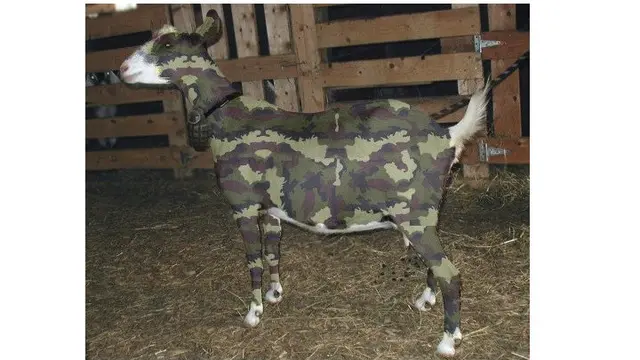 6 Potret Kambing Menyamar Jelang Dikurban Ini Bikin Ngakak