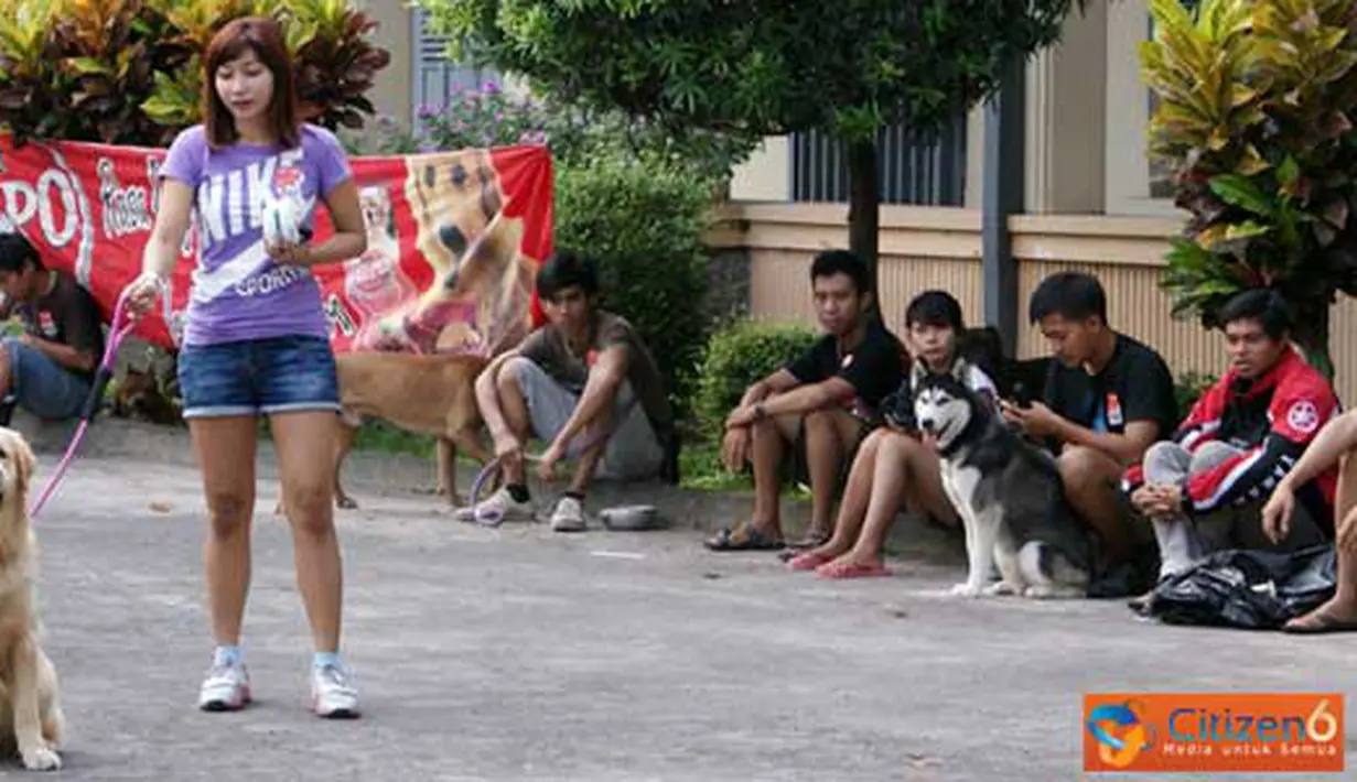 Citizen6, Yogyakarta: Kontes anjing ini diikuti puluhan ekor anjing dari berbagai macam jenis yang berbeda. (Pengirim: Duta)