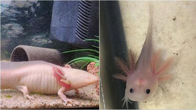 6 Potret Bayi Hewan yang Jarang Diketahui Bentuknya, Lucu hingga Seram Sejak Lahir