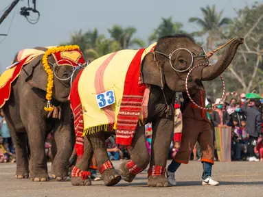 Kawanan gajah menyuguhkan tarian di Festival Gajah 2020 yang digelar di Provinsi Xayaboury, Laos utara, pada 22 Februari 2020. Festival tahunan yang kali ini berlangsung dari 22 Februari hingga 28 Februari tersebut telah diadakan sejak 2007 di Provinsi Xayaboury. (Xinhua/Kaikeo Saiyasane)