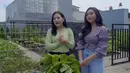 Kebun sayur Prilly Latuconsina (Youtube/ Prilly Latuconsina)