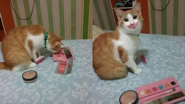 Ini 5 Potret Menggemaskan Saat Kucing Pakai Makeup