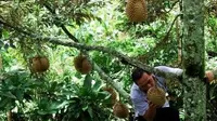 Wisata Kampung Durian di Jombang. Foto (Istimewa)