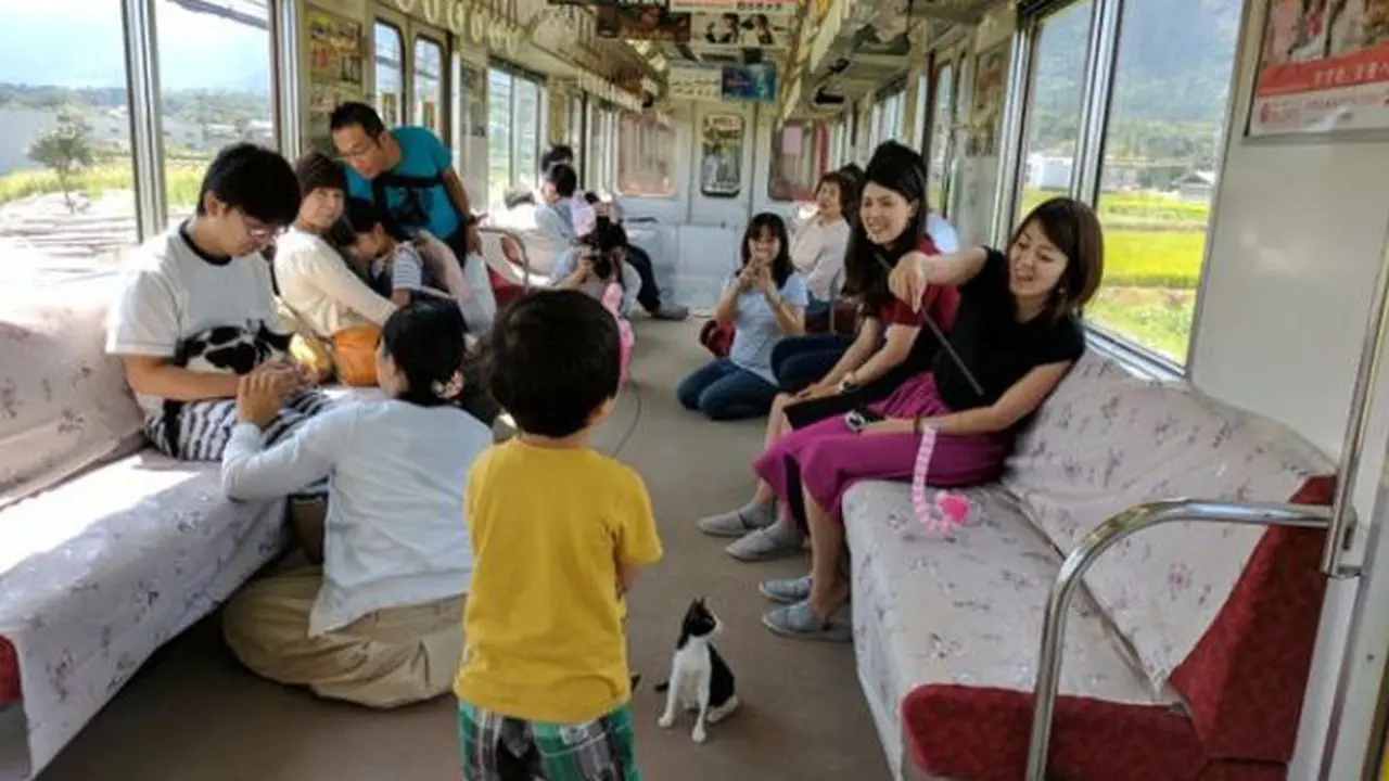  Banyak Diburu, Tiket Kafe Kucing di Dalam Kereta Ludes Terjual