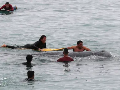 Peselancar membantu paus sperma terluka yang terdampar di perairan San Bartolo, Peru, Selasa (20/8/2019). Paus sperma muda dengan panjang sekitar empat meter tersebut terdampar sejak pagi hari. (AP Photo/Martin Mejia)
