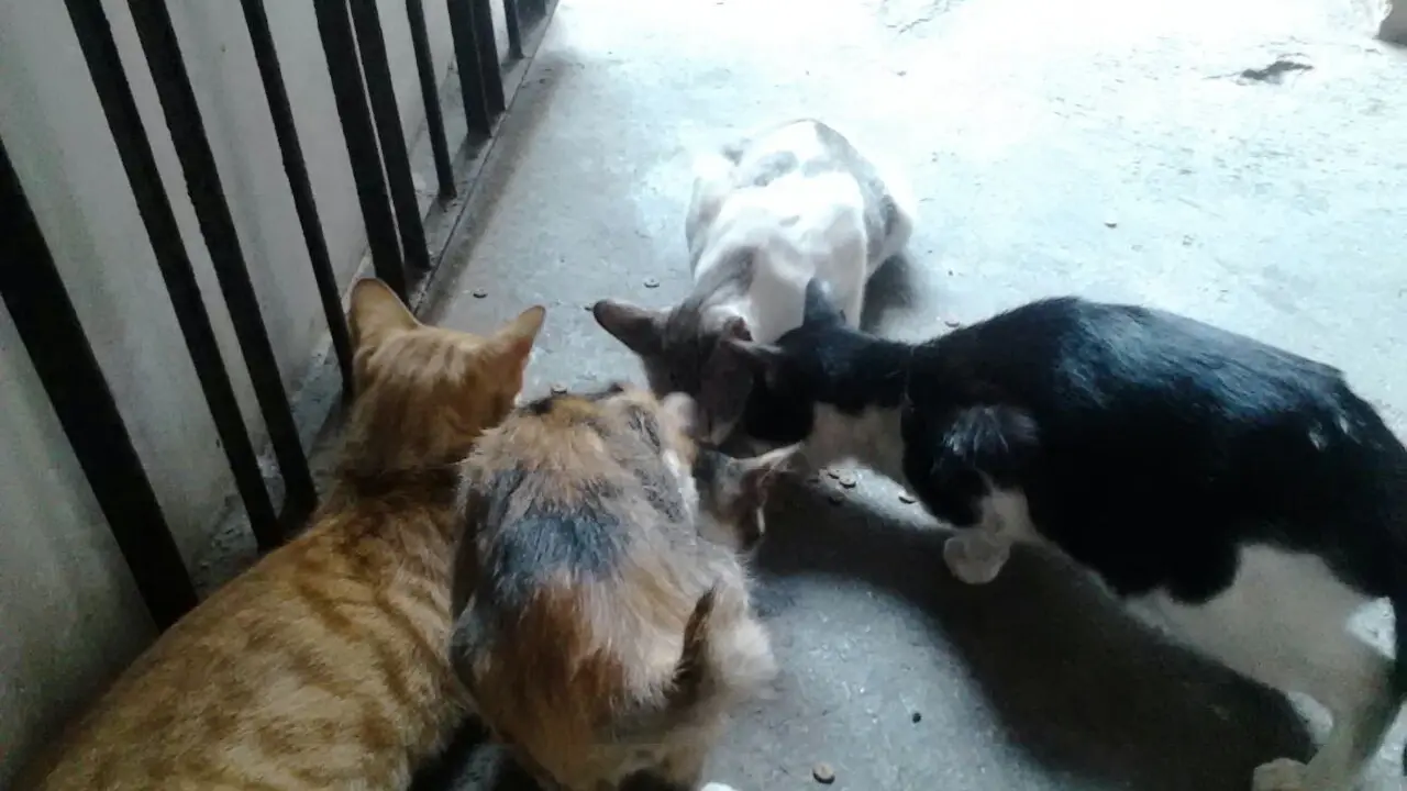 astin kucing