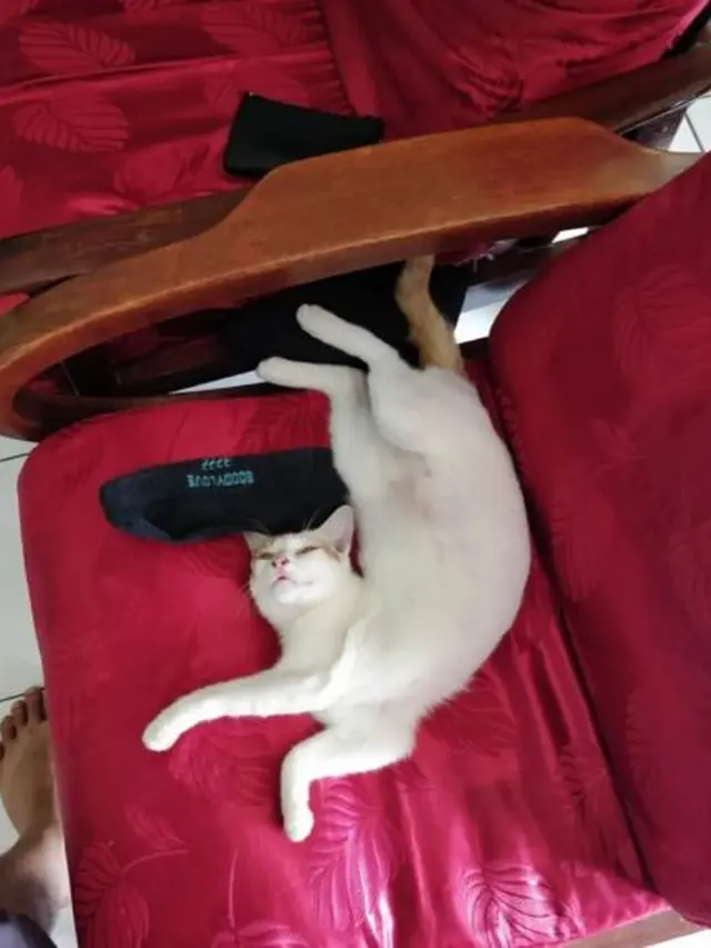 7 Potret Kucing Tidur dengan Pose Super Nyeleneh, Dijamin Bikin Ketawa