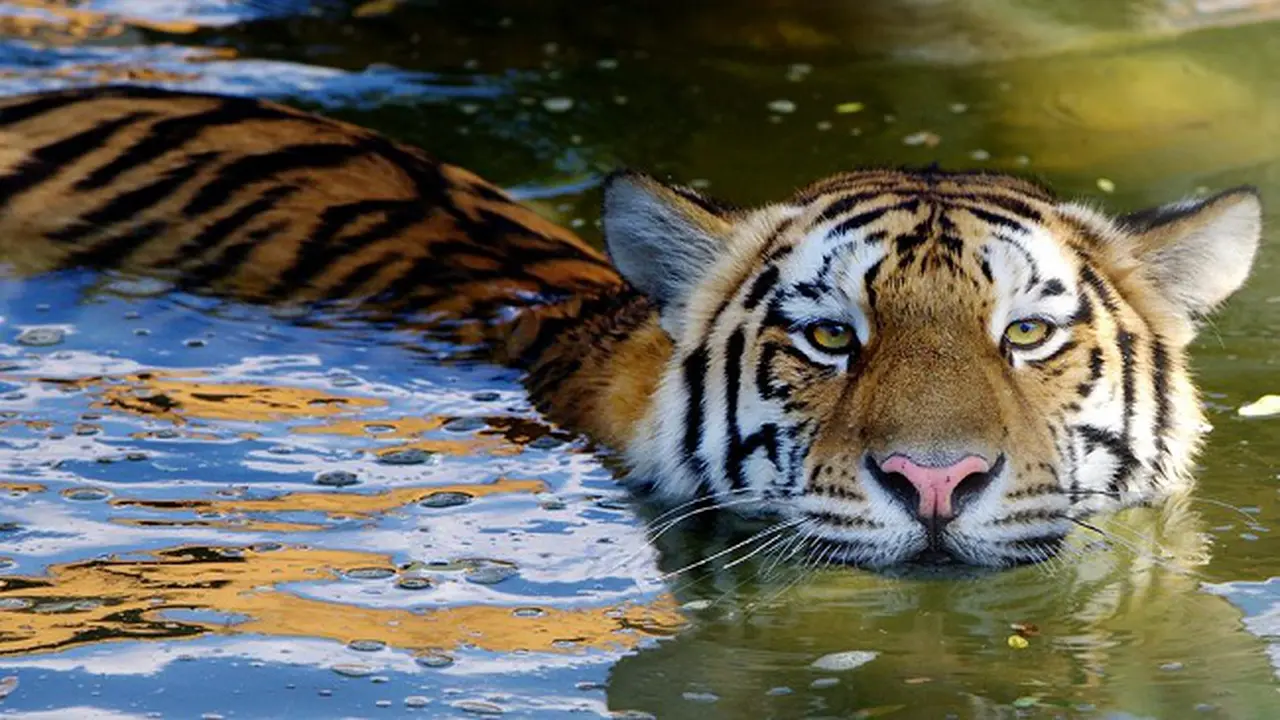 Fotografer Ini Dedikasikan Dirinya untuk Kelestarian Satwa Liar