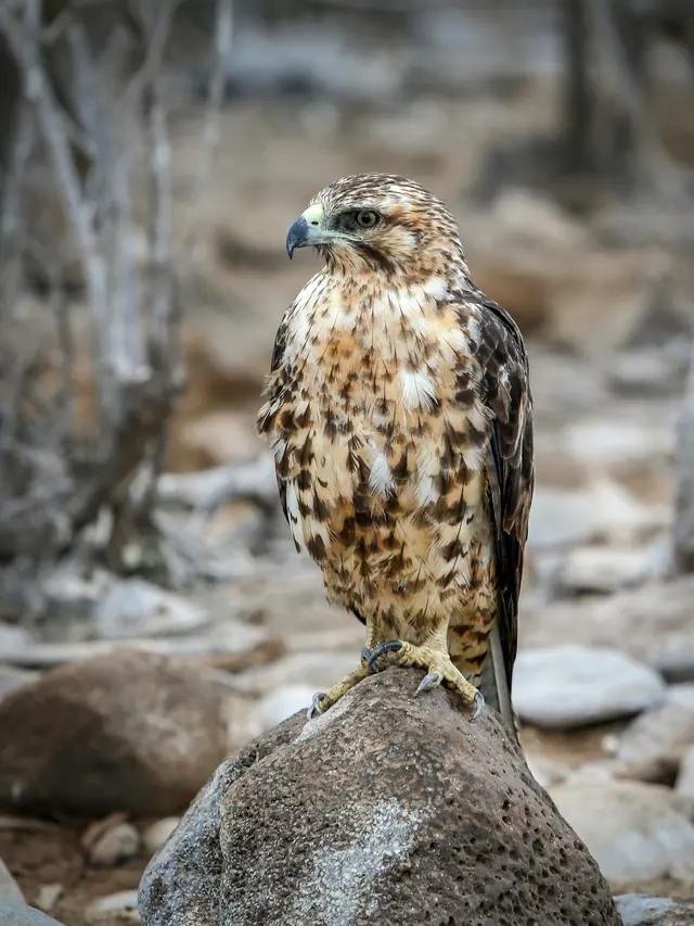 16 Burung Paling Eksotis dan Langka, Hanya Ada di Kepulauan Galapagos!