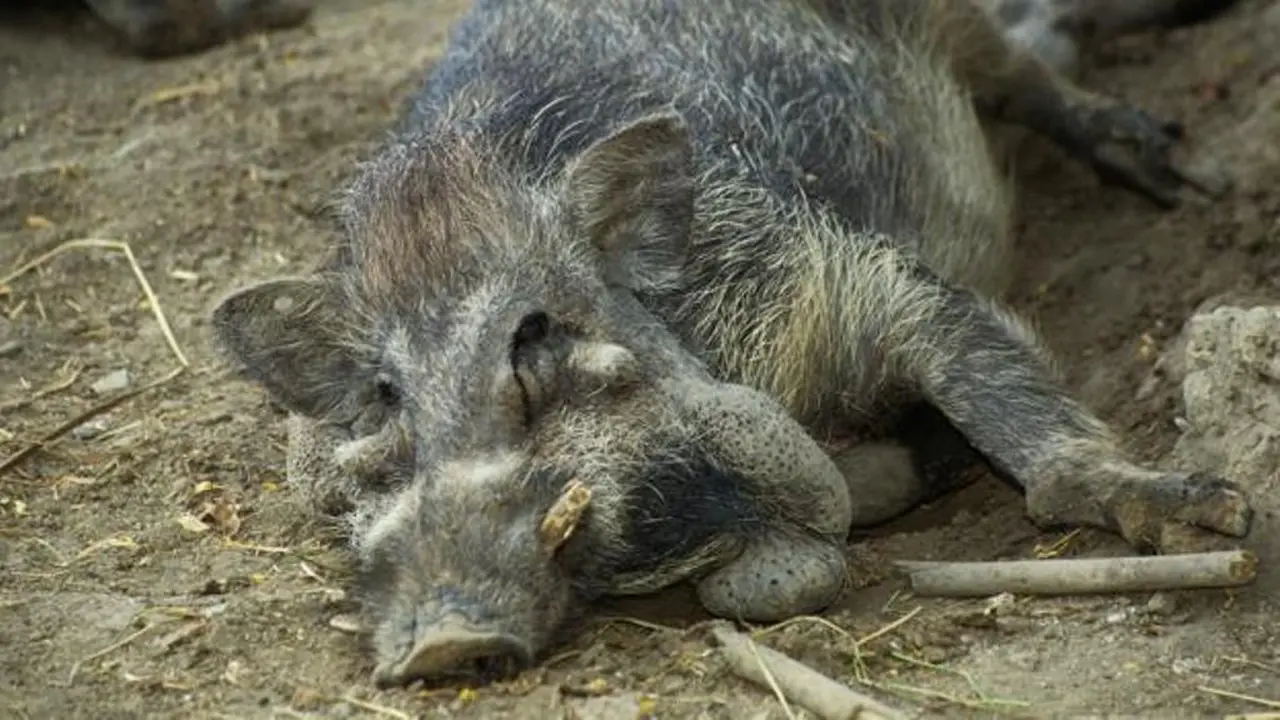 Babi Kutil Bawean