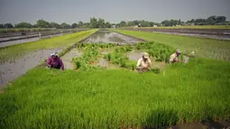 Petani menanam bibit padi di Sidoarjo, Jawa Timur, Rabu 3 Juni 2026. (JUNI KRISWANTO/AFP)