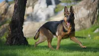 The 10 Smartest Dog Breeds in the World