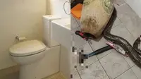Seram, Wanita Ini Dililit Ular Piton saat Buang Air Besar di Toliet Rumahnya