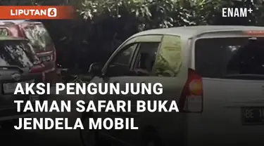 Beredar video viral soal kenekatan pengunjung Taman Safari Bogor. Pengunjung nekat membuka kaca jendela mobilnya di tengah kandang singa