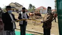 Wapres Ma'ruf Amin menyerahkan hewan kurban sapi berjenis Limosin dengan berat 878 kg kepada Ketua Panita Kurban Masjid Agung Penata Dimyathi. (Foto: Putu Merta Surya Putra)
