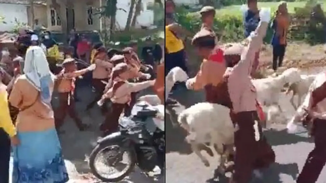 Viral Momen Gerak Jalan Anak SD Dibubarkan Oleh Rombongan Kambing, Kocak