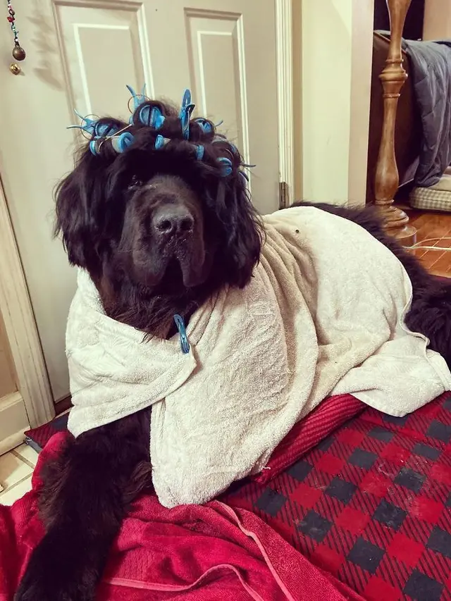 anjing didandani setiap hari