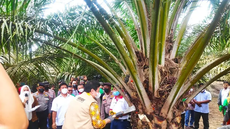 Menko Perekonomian Airlangga Hartarto saat memanen buah sawit di Kabupaten Siak.