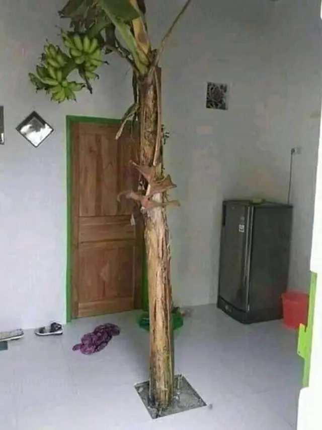 6 Momen Langka Buah Tumbuh di Tempat Tak Terduga, Bikin Heran