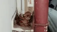 Tangkapan layar ular piton yang disebut bersarang di Kompleks Kantor Gubernur Riau, Jalan Jenderal Sudirman, Pekanbaru. (Liputan6.com/Istimewa)