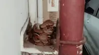 Heboh Ular Piton Besar Bersarang di Kantor Gubernur Riau, Begini Faktanya