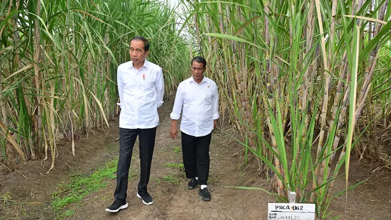 Presiden Joko Widodo (Jokowi) melakukan penanaman tebu perdana di PT Global Papua Abadi, Kampung Sermayam, Distrik Tanah Miring, Kabupaten Merauke, Papua Selatan, Selasa, 23 Juli 2024. (Foto: Muchlis Jr - Biro Pers Sekretariat Presiden)