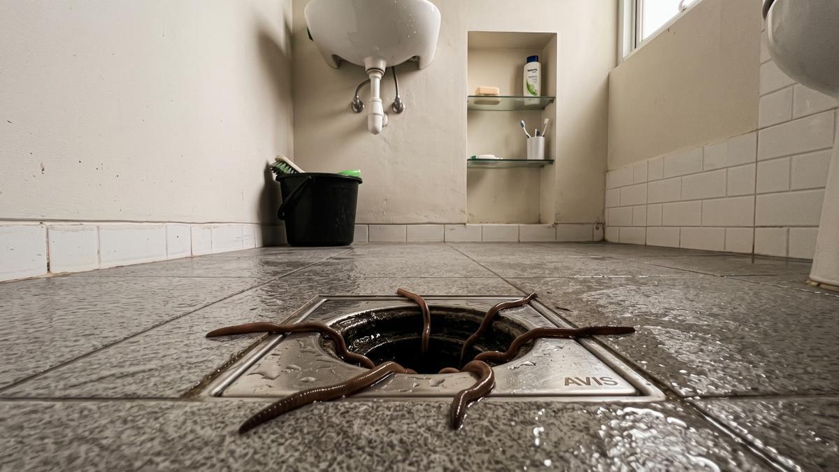 Cara Mencegah Cacing Naik dari Saluran Pembuangan Kamar Mandi, Ampuh Demi Kenyamanan Keluarga
