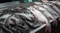 Perbandingan Ternak Ikan Lele dan Patin: Mana yang Lebih Menguntungkan Dibudidaya?
