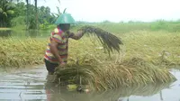Ilustrasi - Petani memanen padi yang terendam banjir dan nyaris membusuk di Kawunganten, Cilacap. (Foto: Liputan6.com/Muhamad Ridlo)