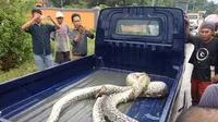 Ketiga ekor ular yang ditangkap tersebut diyakini warga sebagai kawanan ular piton yang telah menelan bulat-bulat petani kelapa sawit. (Liputan6,com/Eka Hakim).