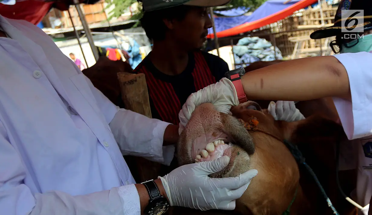 Petugas melakukan pengecekan gigi hewan kurban sapi di Jakarta, Jumat (24/8). Kambing dan sapi yang di jual di periksa untuk memastikan kesehatan dan kelayakan untuk dijadikan hewan kurban. (Liputan6.com/Johan Tallo)