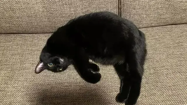 6 Ilusi Optik Kucing Hitam Ini Bikin Bingung, Perlu Kucek Mata