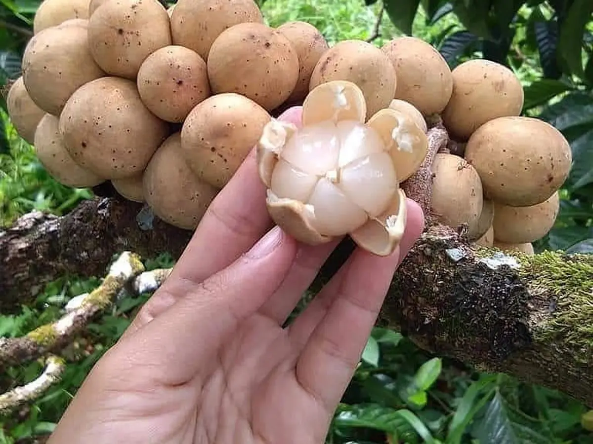 Manfaat Buah Duku untuk Tubuh yang Jarang Diketahui, Bantu Cegah