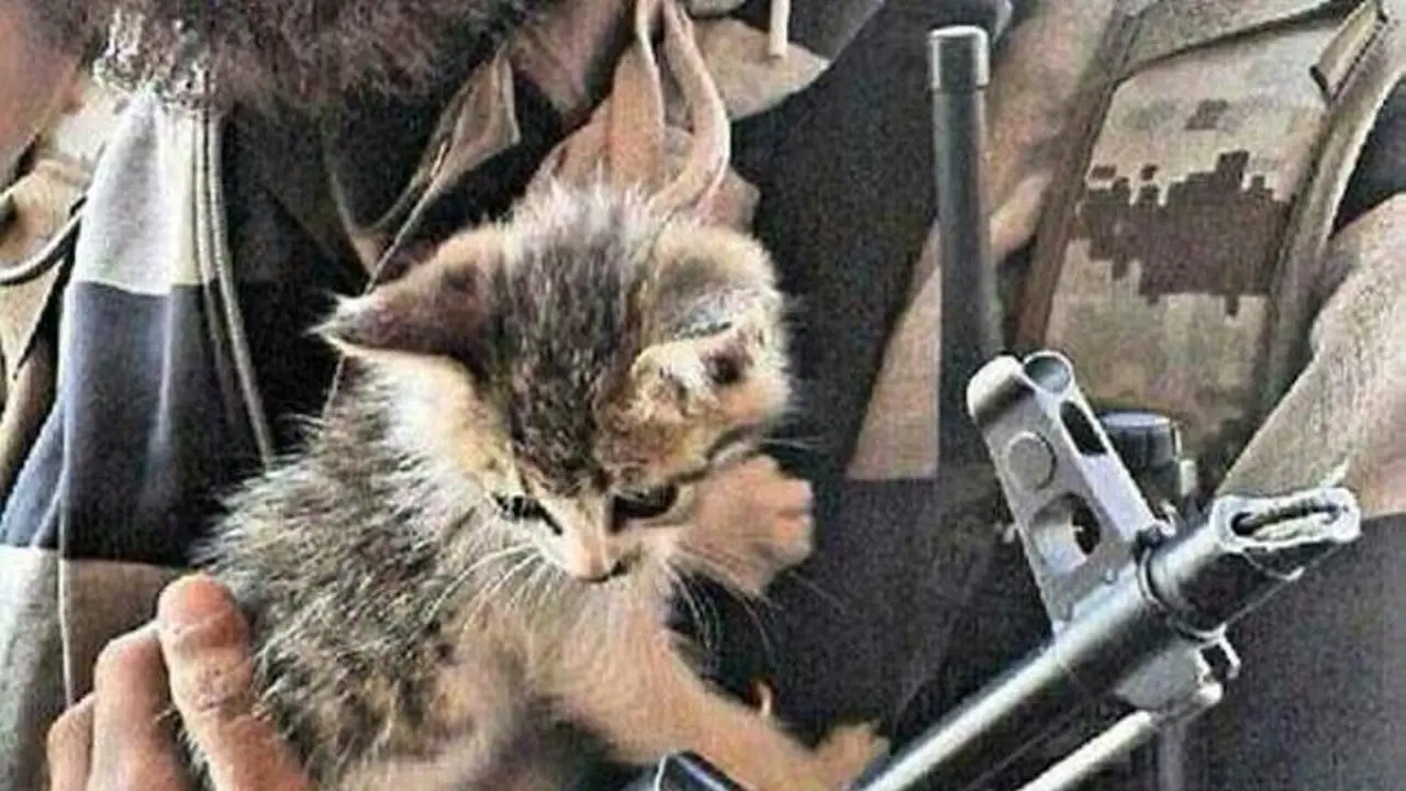 Rekrut Anggota Baru, ISIS Kampanye Bersama Kucing