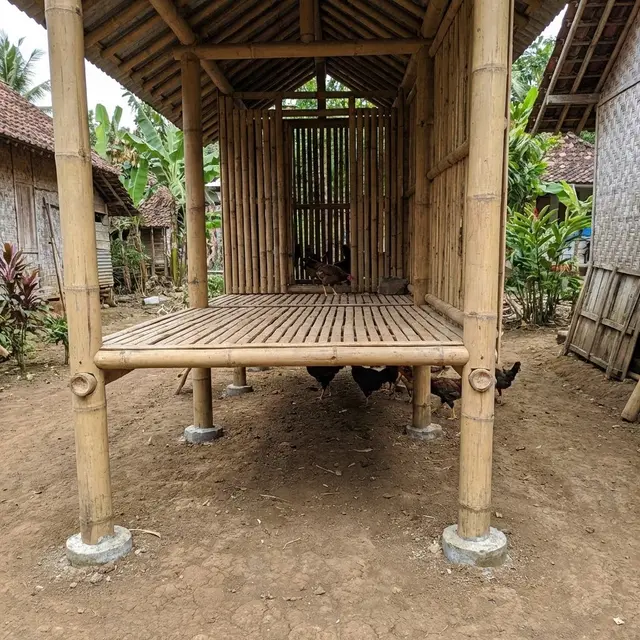Kandang Ayam Panggung Tahan Banjir untuk Halaman Sempit