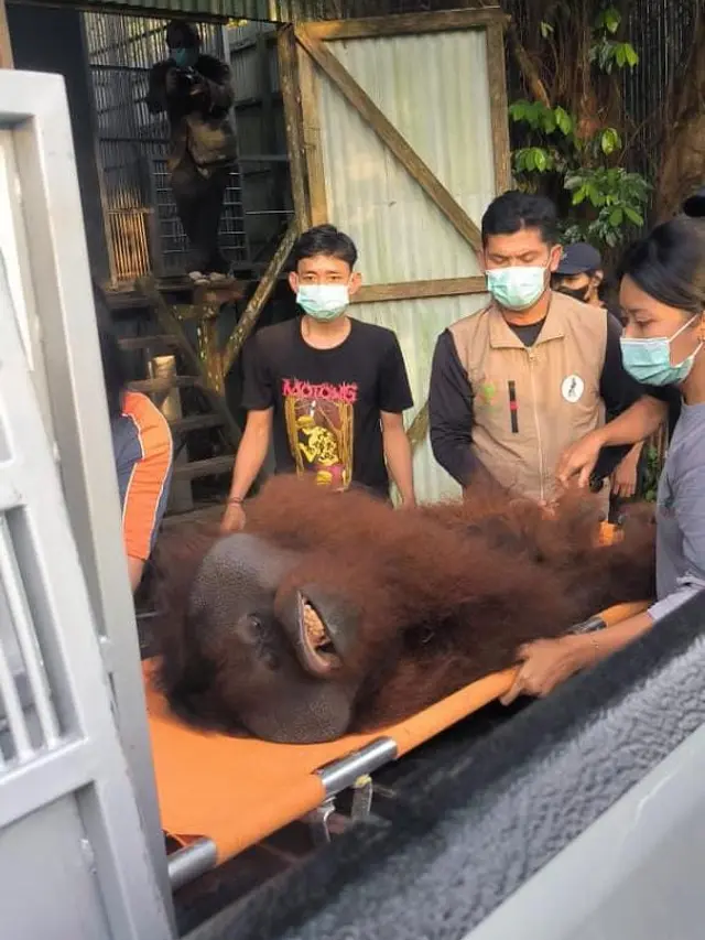Mungky, orang utan di PSO ARSARI, Kalimantan. (Foto: Liputan6.com/Aceng Mukaram)