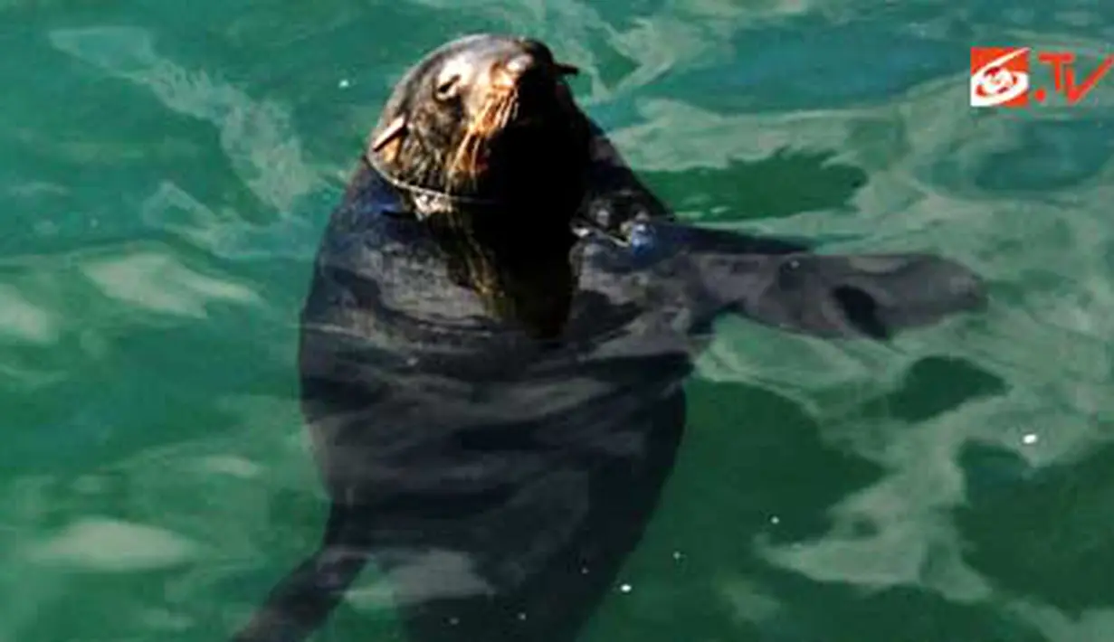Singa laut di Kalk Bay, Cape Town, Afsel.