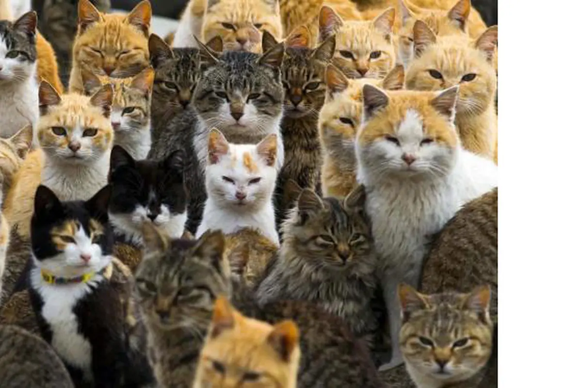 Pulau Ini Dipenuhi Puluhan Ribu Kucing!