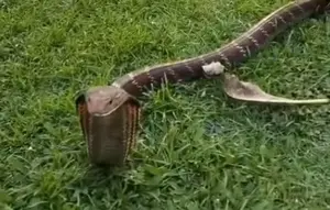 Musim Kawin, Kobra Betina Masuk Vila