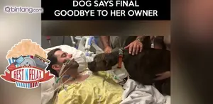 Anjing Ini Ucapkan Selamat Tinggal pada Pemiliknya 