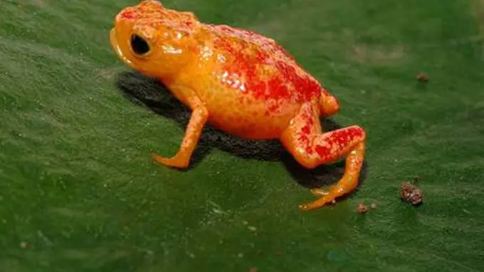 Hati-Hati Jika Bertemu dengan Hewan Imut Namun Mematikan Ini