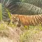 Harimau sumatra yang pernah terekam warga saat melintas di perkebunan. (Liputan6.com/M Syukur)